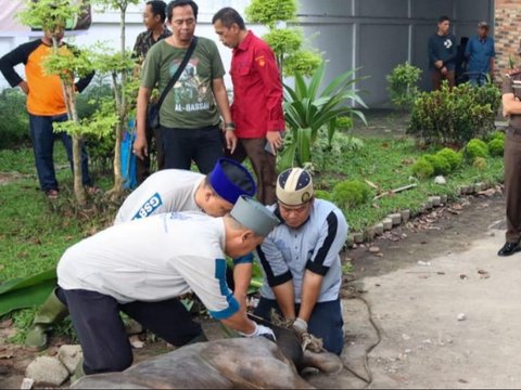 Pemotongan hewan kurban di Kejati Riau